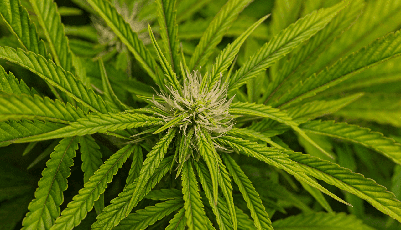 grünes Cannabis Pflanze Nahaufnahme 