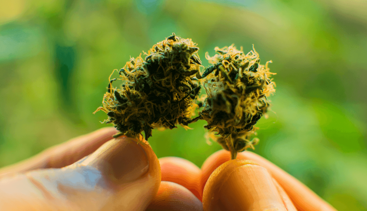 Finger halten Cannabis Blüten