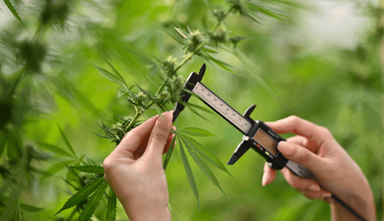 Hände messen Cannabis Pflanze aus